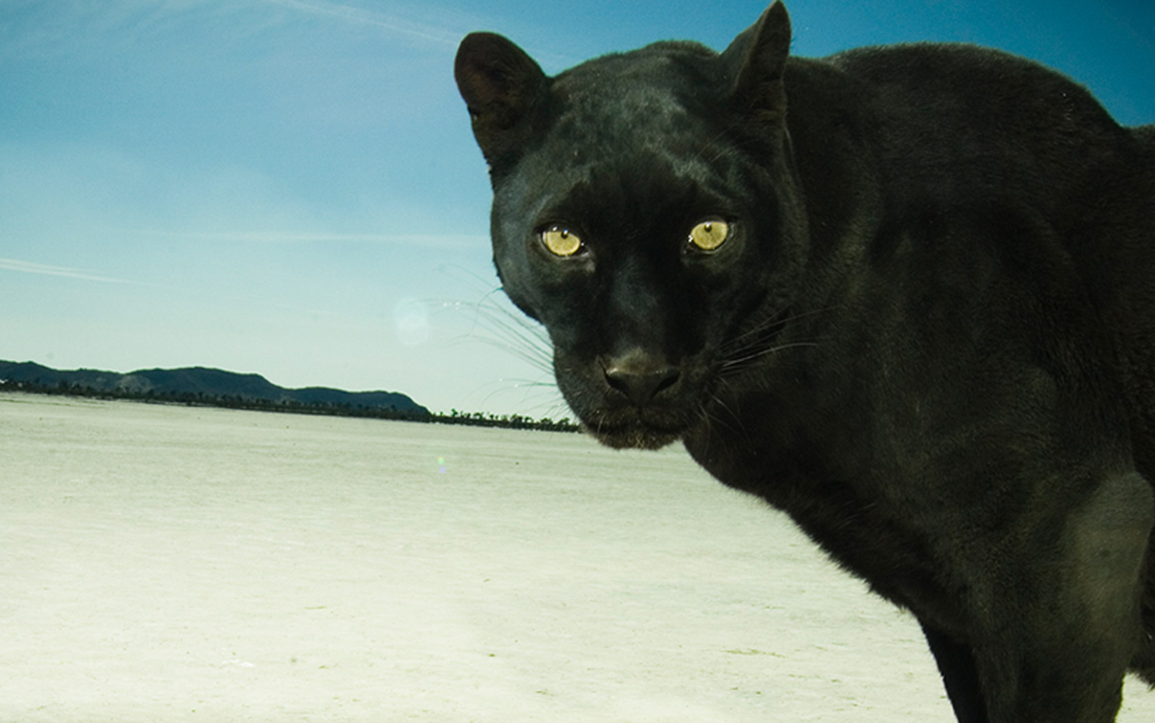 Hollywood Animals Trained Panthers for Film, TV & Events Hollywood Animals Trained Panthers for Film, TV & Events