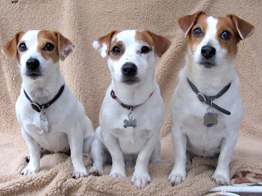 Jack Russell Terrier Team
