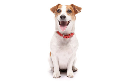 Anastasia - Jack Russell Terrier
