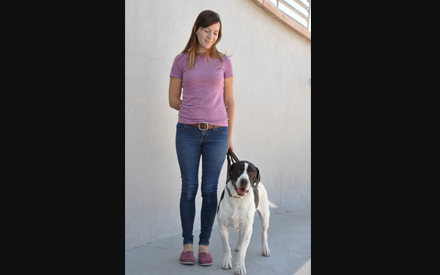 English Springer Mix - Bandit