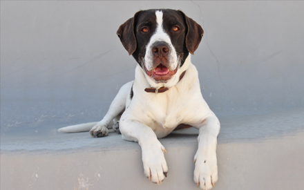 English Springer Mix - Bandit