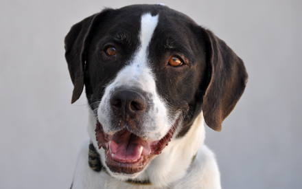 Bandit - English Springer Spaniel Mix