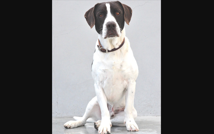 English Springer Bandit