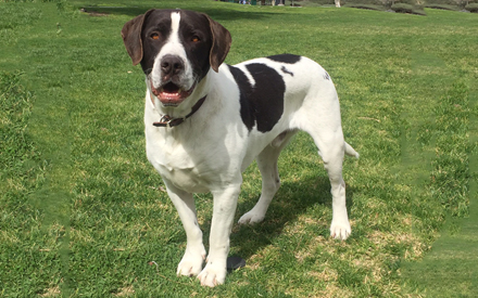 English Springer Mix - Bandit