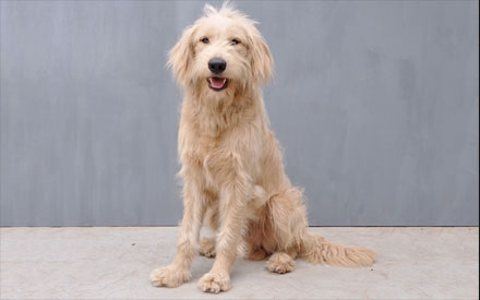 Golden Retriever & Poodle Mix Benny