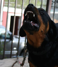 Rottweiler snarling