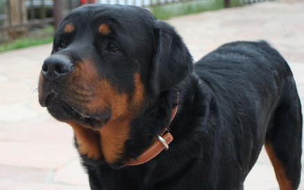 Rottweiler