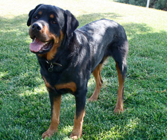 Bruno - Rottweiler