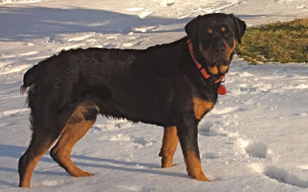 Bruno - Rottweiler