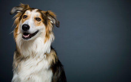 Collie Mixed Breed - Cash