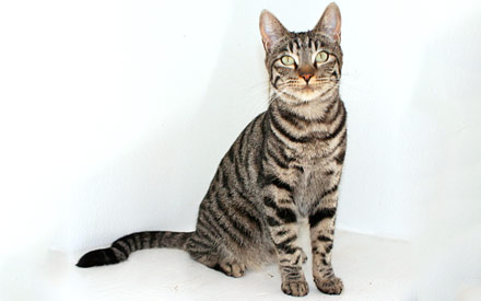 Belle - Brown tabby Cat