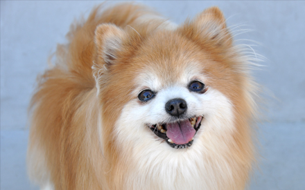 Chico - Pomeranian