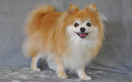 Chico the Pomeranian