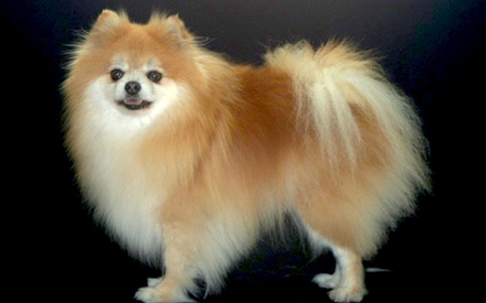 Pomeranian - Chico