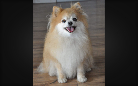 Chico - Pomeranian