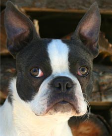 Headshot of Chum the Boston Terrier