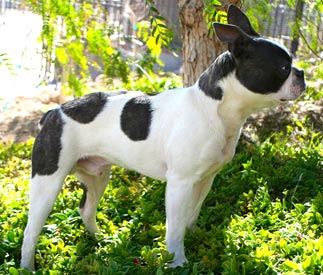 Profile of Boston Terrier, Chum