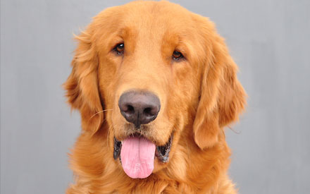 Cooper - Golden Retriever