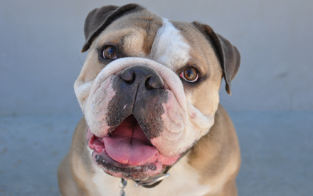 GQ - English Bulldog