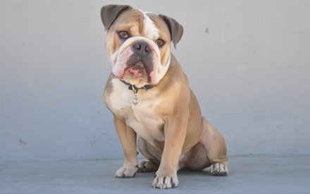 GQ - Old English Bulldog