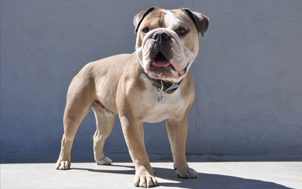 English Bulldog