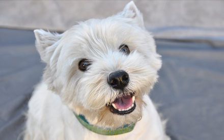 Jack the Westie