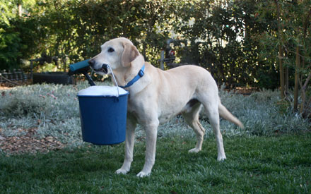 Jax - Labrador Retriever