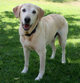 Jax - Labrador Retriever