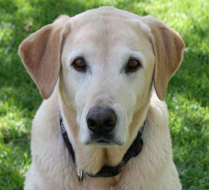 Headshot of Jax - Yellow Lab