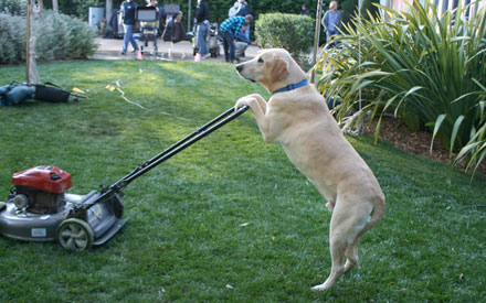 Jax, Yellow Lab, on set