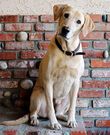 Yellow Labrado Retriever Jax