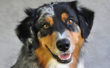 Kippie - Australian Shepherd