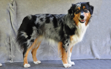 Australian Shepherd