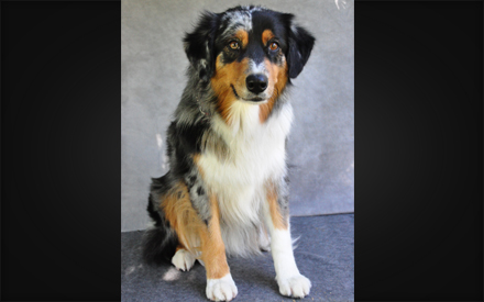 Australian Shepherd