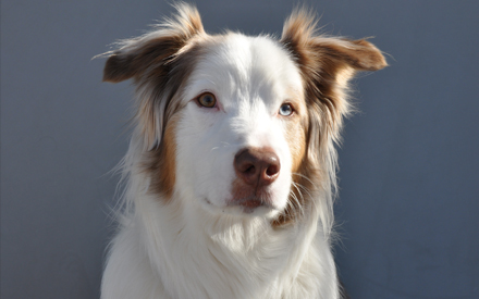 Knuckles - Australian Shepherd