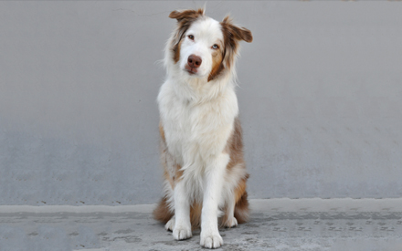 Knuckles - Australian Shepherd