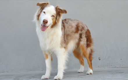 Red Merle Australian Shepherd