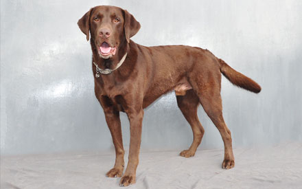 Mars - Chocolate Labrador Retriever