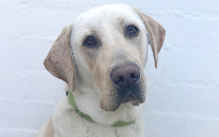 Milo - Labrador Retriever