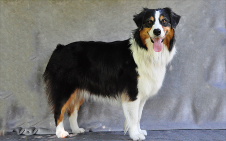 Tri-color Australian Shepherd