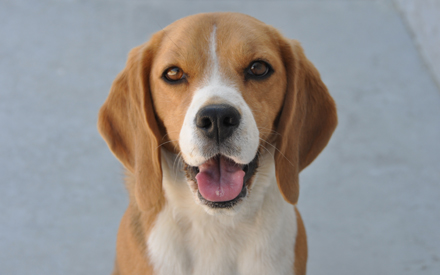 Shelby Beagle