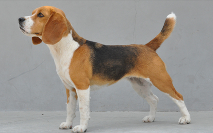 Shelby the Beagle