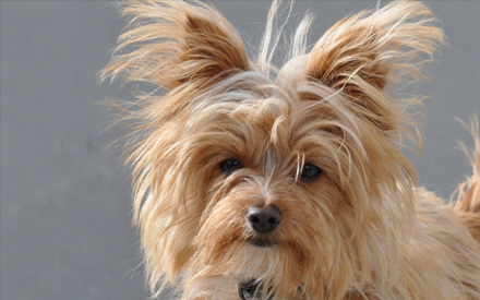 Toby Yorkshire Terrier