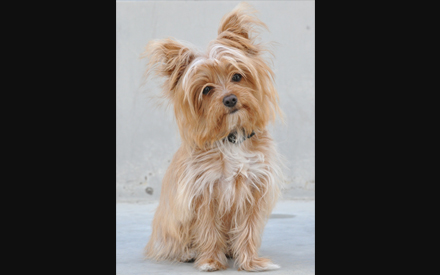 Toby Yorkie