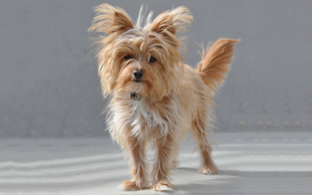 Yorkie