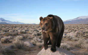 Grizzly Bear on set