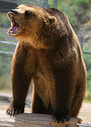 Grizzly Bear growling