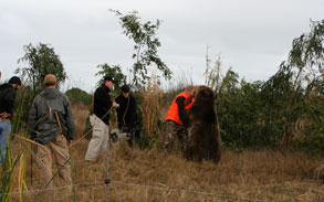 Grizzly Bear Stunts