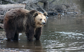 Bears on location