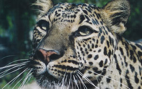 Sheena Spotted Leopard